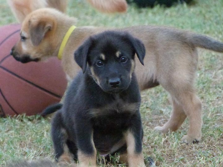 chinook dog